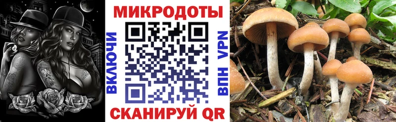 OMG tor  сайты даркнета телеграм  Галлюциногенные грибы Psilocybine cubensis  сколько стоит  Злынка 
